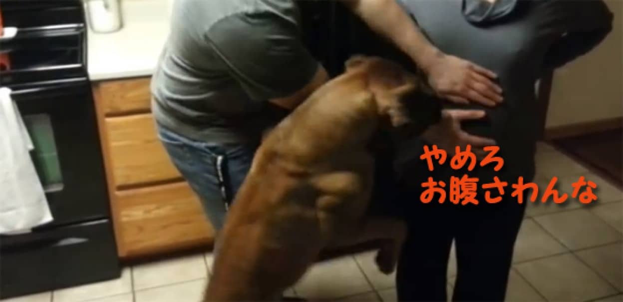 生まれる前からこのプロテクト 妊婦さんのお腹を守る強力なガード犬 カラパイア 生まれる前からこのプロテクト 妊婦さんのお腹を守る強力なガード犬 カラパイア