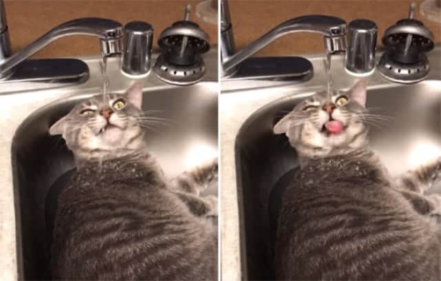 蛇口から直接飲むのまではわかるが 猫の水の飲み方がいろいろおかしい件 カラパイア 蛇口から直接飲むのまではわかるが 猫の水の飲み方がいろいろおかしい件 カラパイア