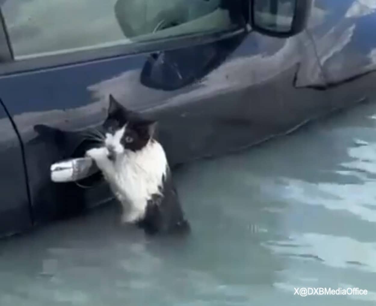 ドバイの洪水で流される寸前の猫が無事救助される