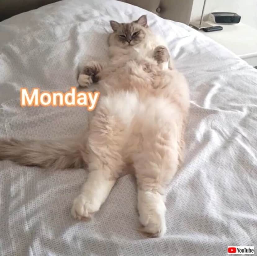 ragdollcat1_640