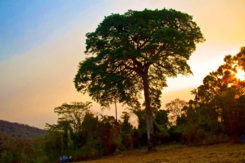 tree1_e