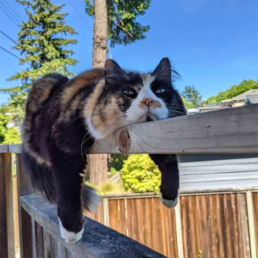 モノレール猫 細長いものに乗りたがる猫たちを集めてみた カラパイア モノレール猫 細長いものに乗りたがる猫たちを集めてみた カラパイア