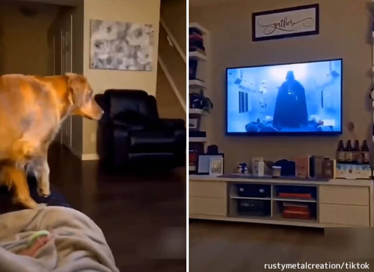 フォースの暗黒面の恐ろしさを知ってしまった犬 ダース ベイダーが画面に映るとソファの後ろに隠れる カラパイア フォースの暗黒面の恐ろしさを知ってしまった犬 ダース ベイダーが画面に映るとソファの後ろに隠れる カラパイア