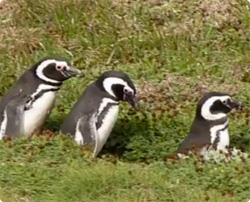 ペンギン