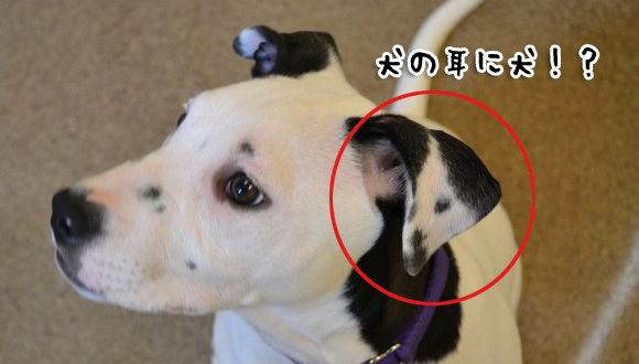人面犬ならぬ犬面犬 自分の分身を耳に宿して生まれた犬 アメリカ カラパイア