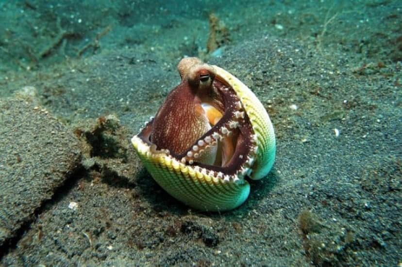 octopus-1144665_640_e