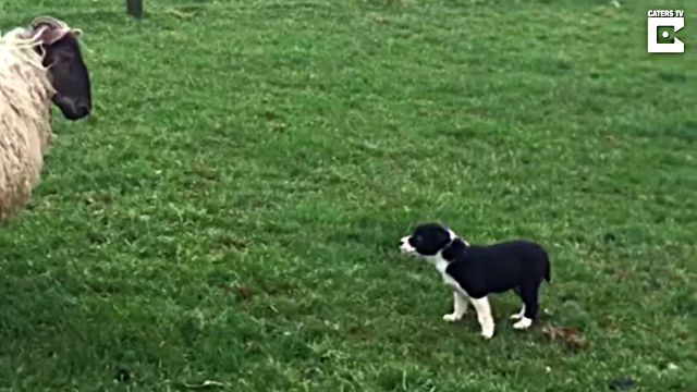 sheepdog3
