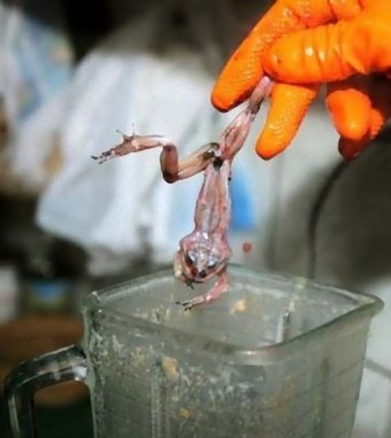 frog_juice_005_e