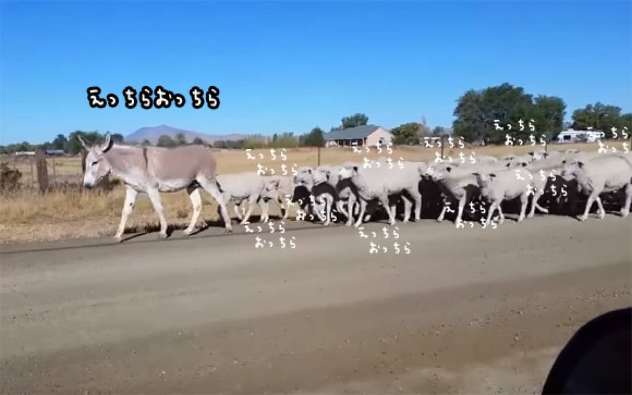こいつはとんだ大所帯 ロバが羊の大群を引き連れて歩くブレーメンな光景 カラパイア