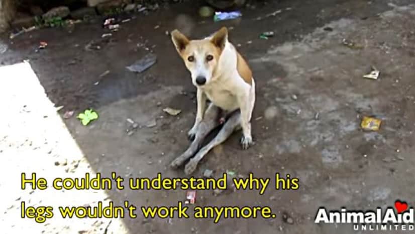 よくがんばったね 交通事故で足が麻痺した犬が もう一度歩けるようになるまで カラパイア