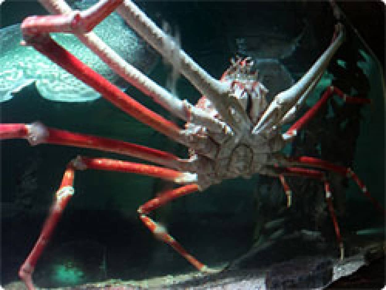カニのゴジラと海外で大絶賛 世界最大級 全長4メートルのタカアシガニ オランダ カラパイア カニのゴジラと海外で大絶賛 世界最大級 全長4メートルのタカアシガニ オランダ カラパイア