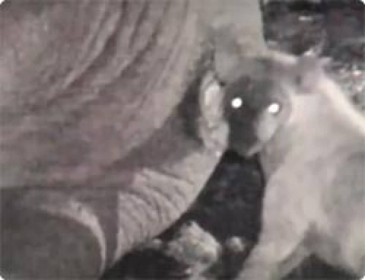 生きるため 死んだ直後の象のやわらかいお尻の部分から食べ始めるハイエナ カラパイア