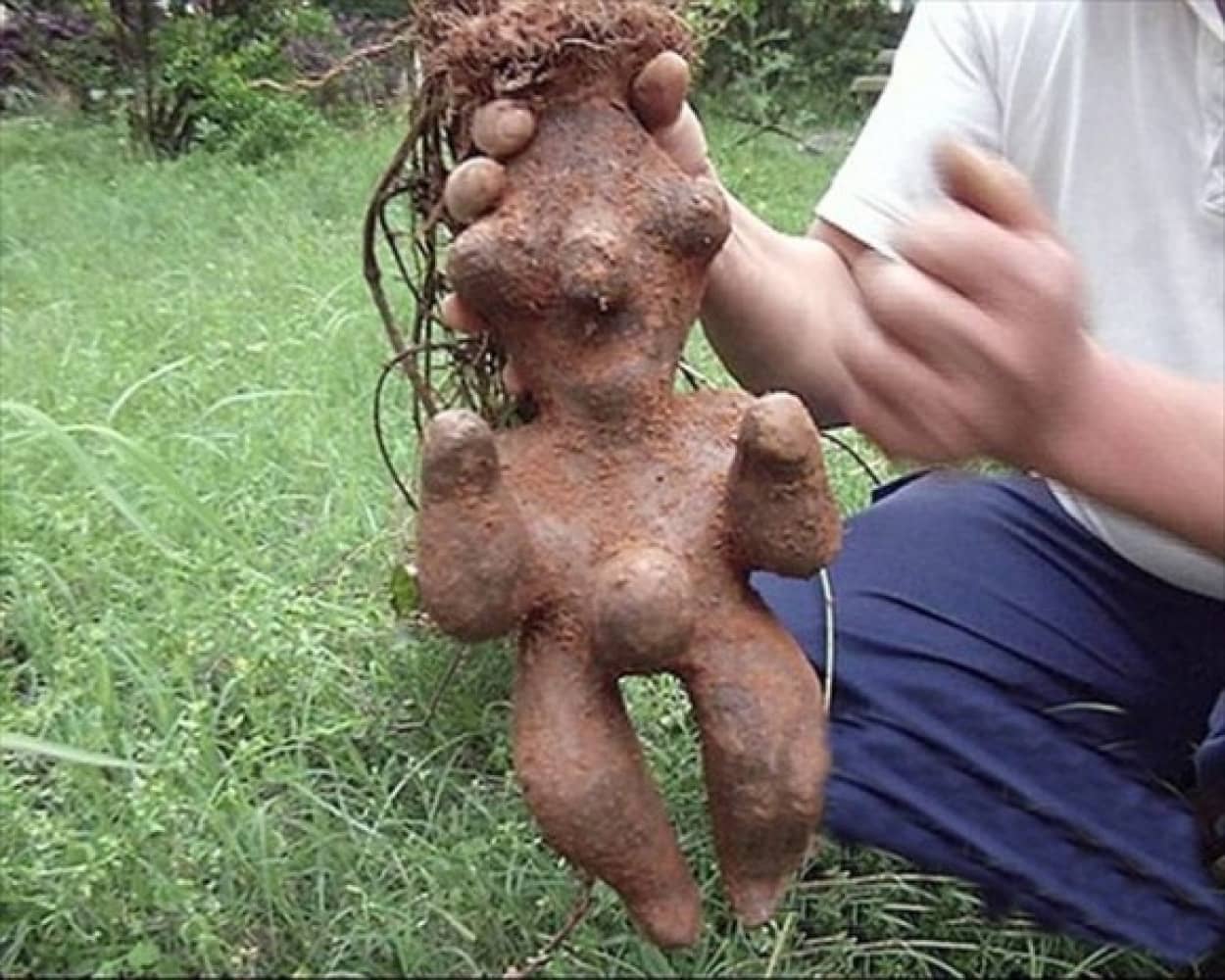 猛ってます マンドレイクめいた塊根が引っこ抜かれる 中国 カラパイア