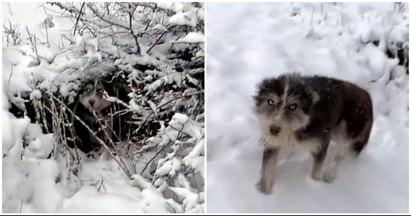 小犬を救うため人間に助けを求めた母犬の物語