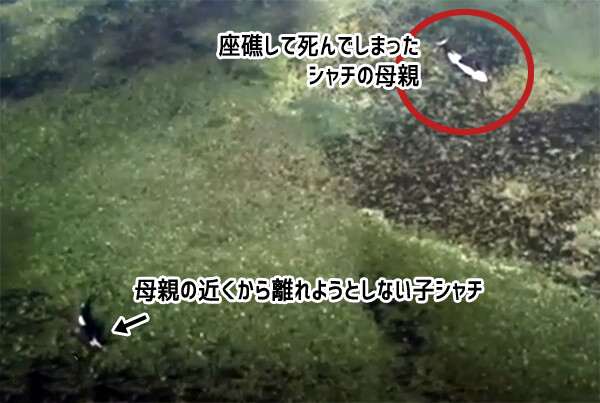 シャチの子、入り江に打ち上げられ死んでしまった母親のそばを離れず