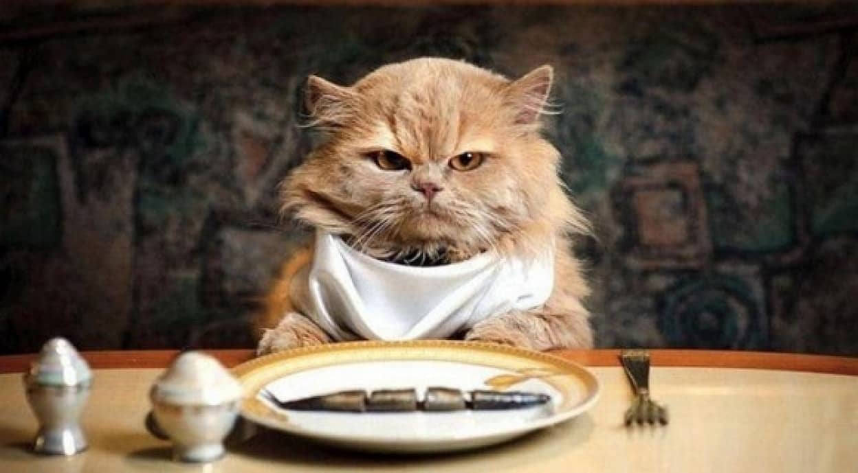 なぜ猫は食べ物を選り好みするのか 最新研究でその謎に迫る カラパイア なぜ猫は食べ物を選り好みするのか 最新研究でその謎に迫る カラパイア