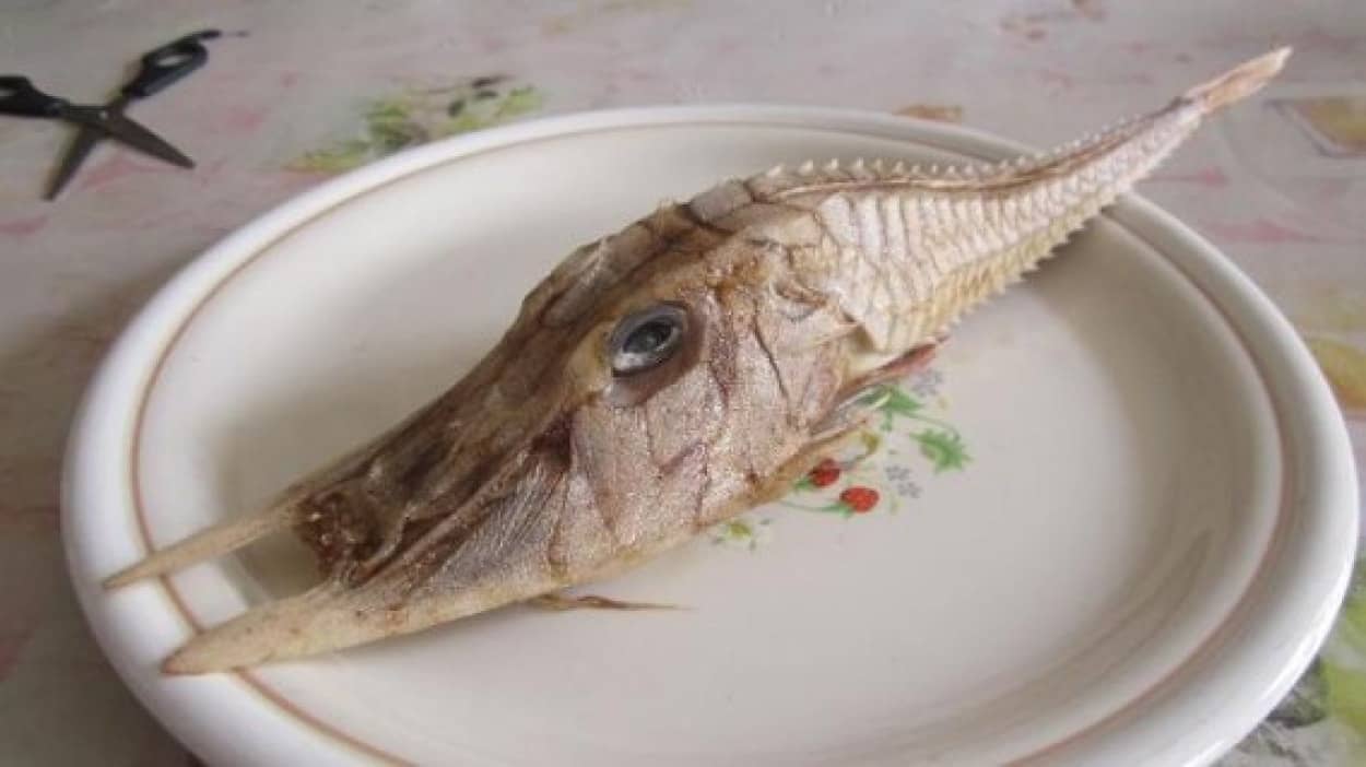 新種 変種 それとも 鋭いトゲに2本の牙を持ち 硬いウロコに覆われた謎の魚が釣り上げられる マレーシア カラパイア
