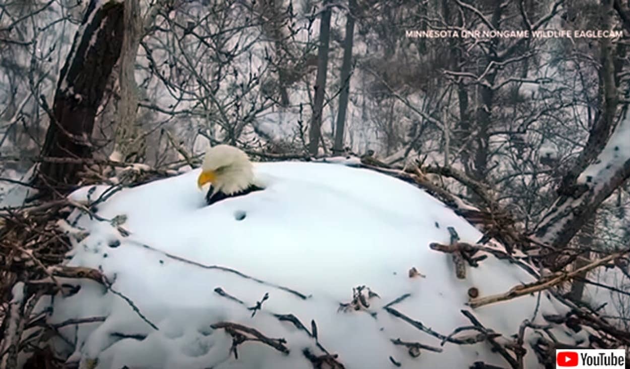 夫婦仲良く子育て。雪に埋もれながら卵を守っていたハクトウワシのメスがオスとバトンタッチ