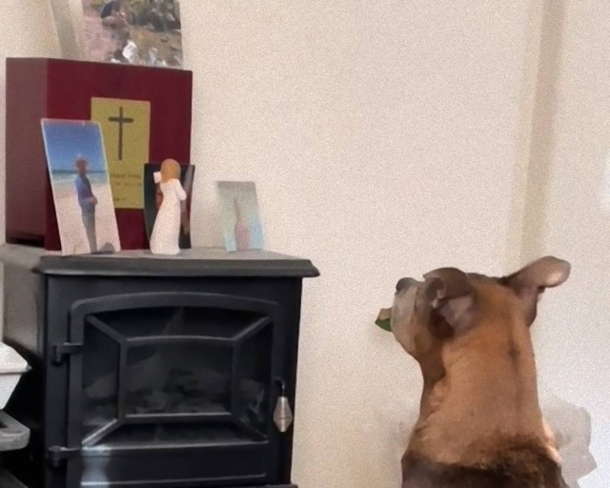 2年前に亡くなった飼い主の写真をじっと見つめる犬の姿に涙