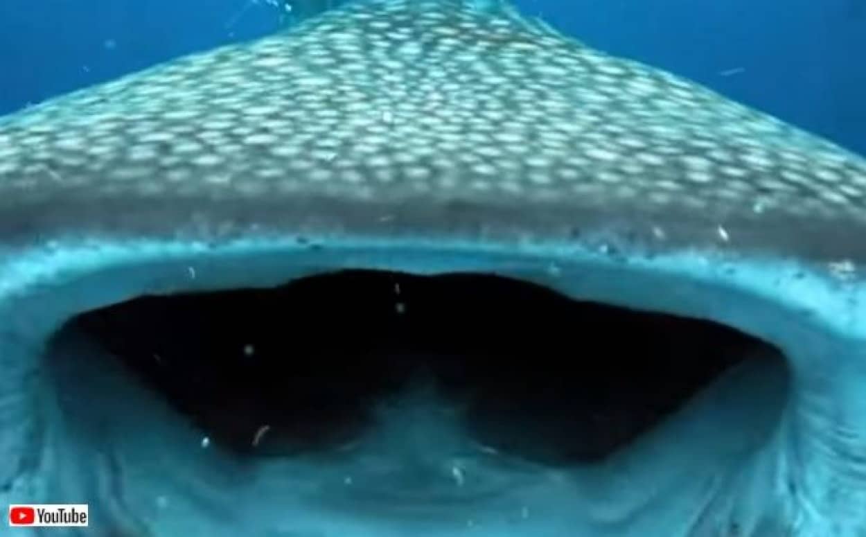 whalesharkattack0_640