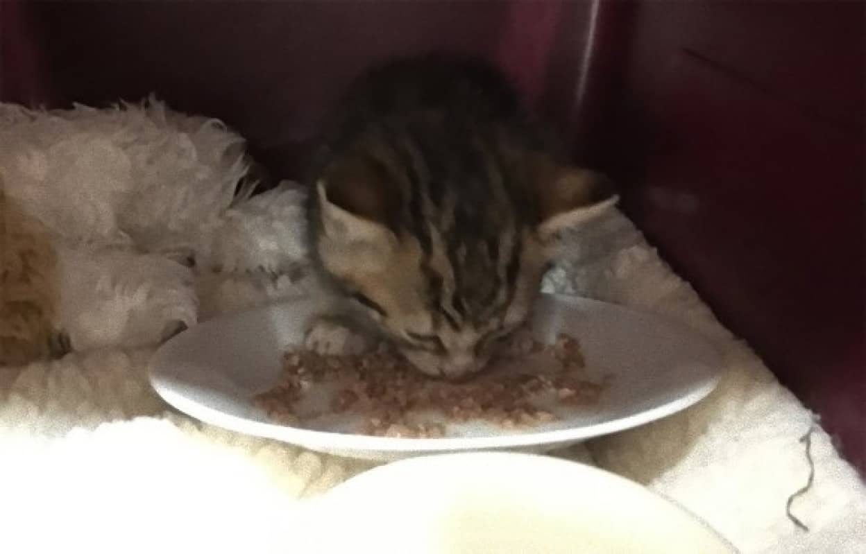 小さな子猫が道路をさまよっていた 放っておけないと一時的に保護したところ カラパイア 小さな子猫が道路をさまよっていた 放っておけないと一時的に保護したところ カラパイア