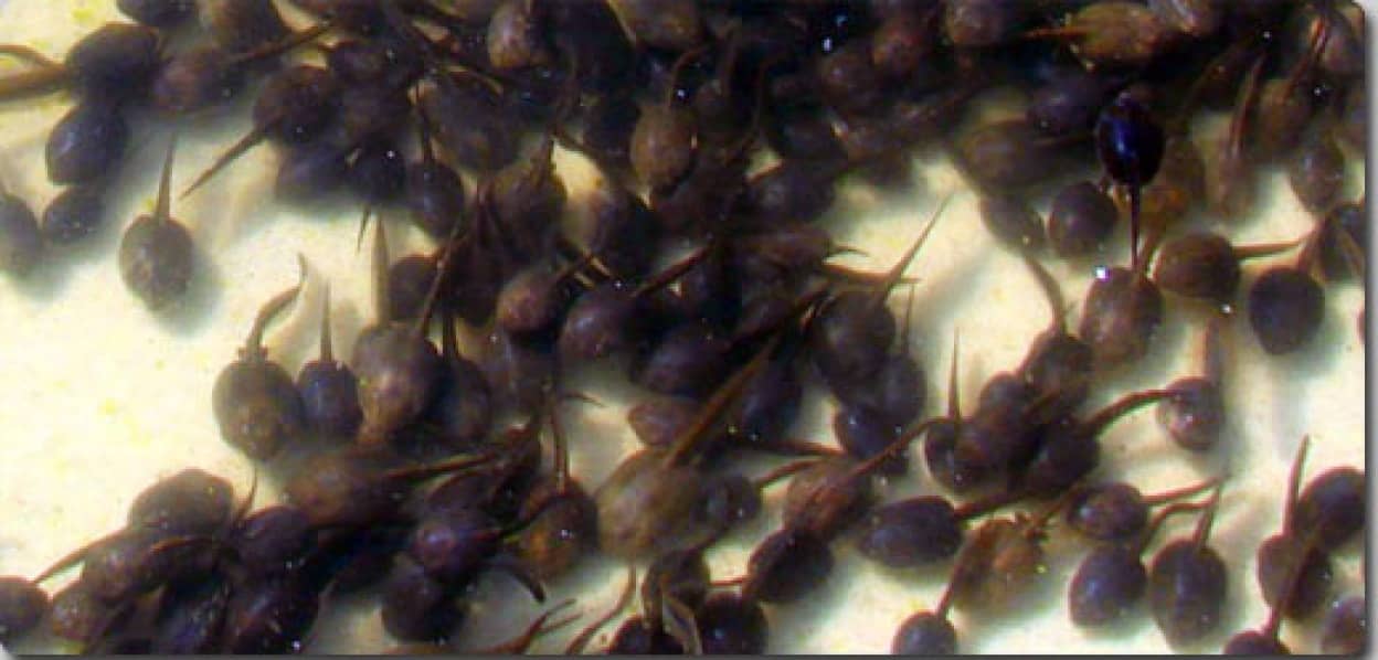 otanma
