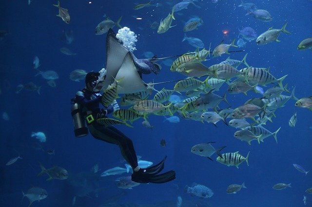  魚がうつ状態に。水族館や観光地の海に住む魚たちは自粛で人間と会えず寂しがっている（オーストラリア）