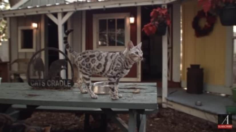 cat2_e