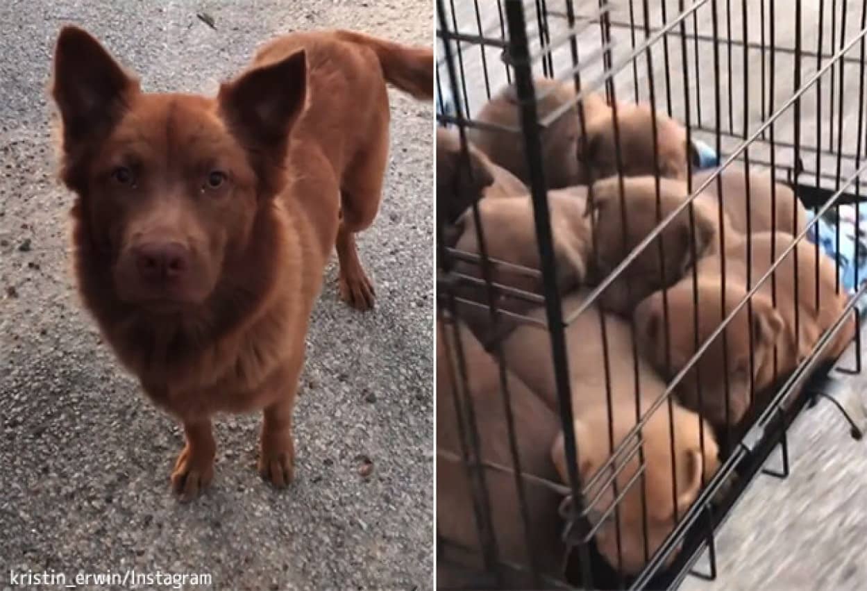 8匹の子犬を育てていた野良犬