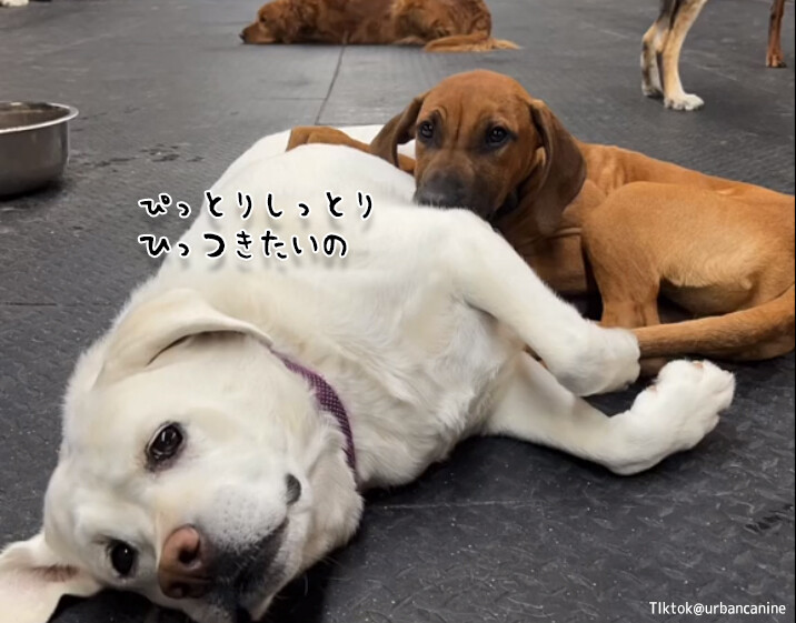 ぬくもりを感じたいの。犬にも人間にも誰かまわず頭を乗せにくる「抱擁の王様犬」
