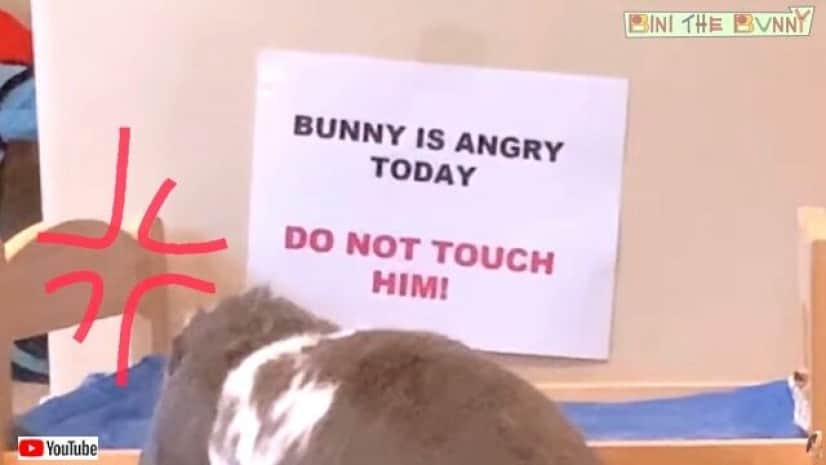ふざけんなこの紙こうしてやる 飼い主さんの貼り紙に怒れるウサギが凶暴化 カラパイア