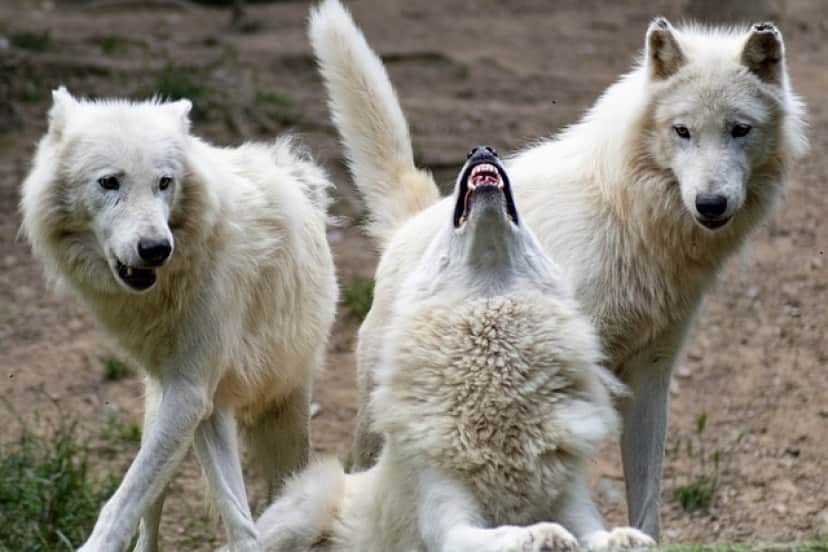 wolf-5325060_640