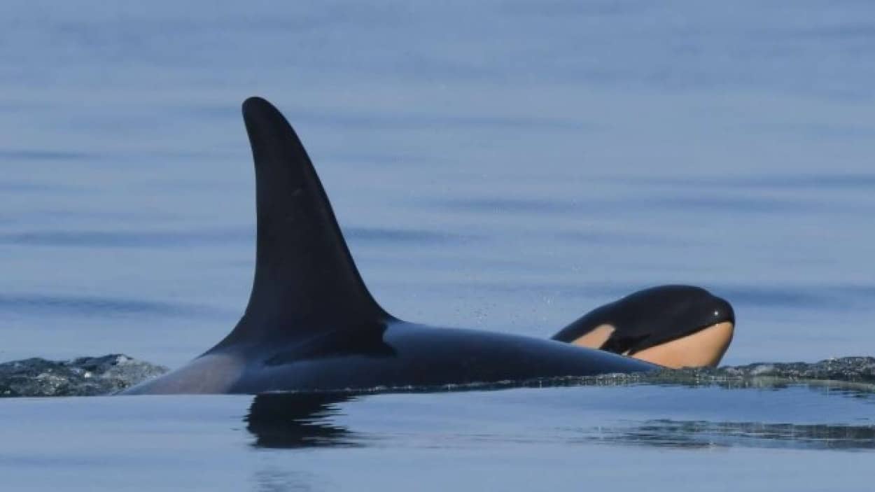 シャチに元気な子が生まれる