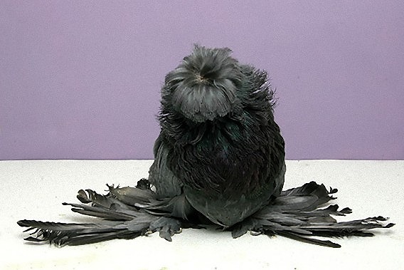 funny-pigeon-grooming4_e