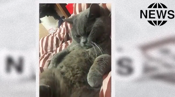 ペットホテルで一夜を過ごしたオス猫 ハーレム状態で5匹のメス猫を ペットホテルで一夜を過ごしたオス猫 ハーレム状態で5匹のメス猫を