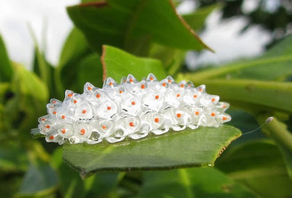 jewel-caterpillar-3