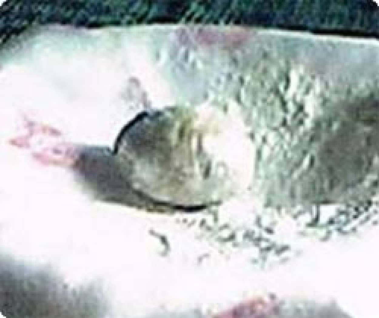 人間が卵を産む タイの女性が卵を出産したとして話題に カラパイア