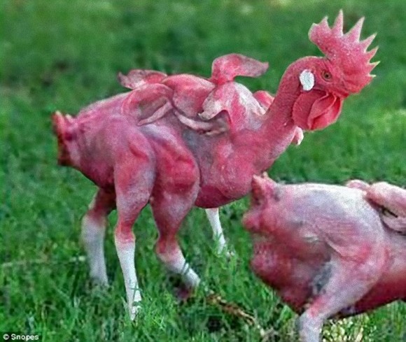 カーネルサンダース激おこ 中国企業が ｋｆｃは遺伝子操作した8本足の鶏を使用している と噂を流し ｋｆｃがこれを告訴 閲覧注意 カラパイア