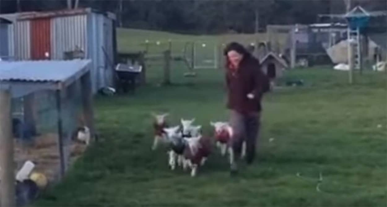 千切れんばかりに尻尾振るし コヒツジたちの ごはんですよー がかわいいんじゃ カラパイア