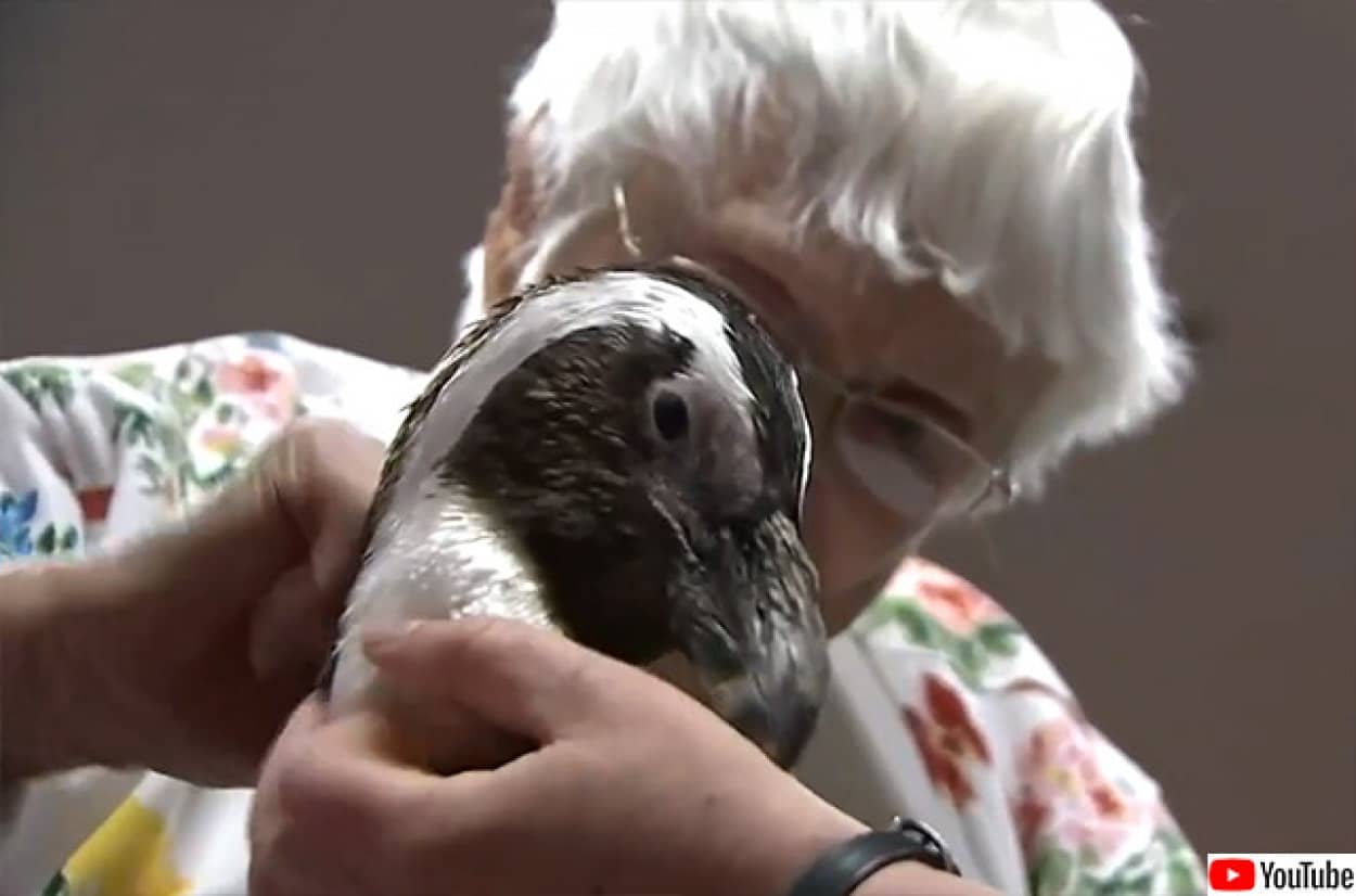 104歳のおばあさんの夢はペンギン