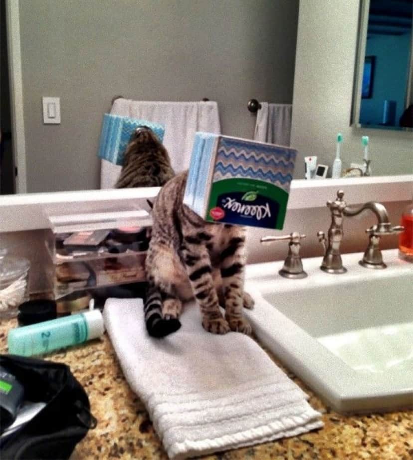 funny-idiot-cats-259-5ae07e0e18c29__605_e