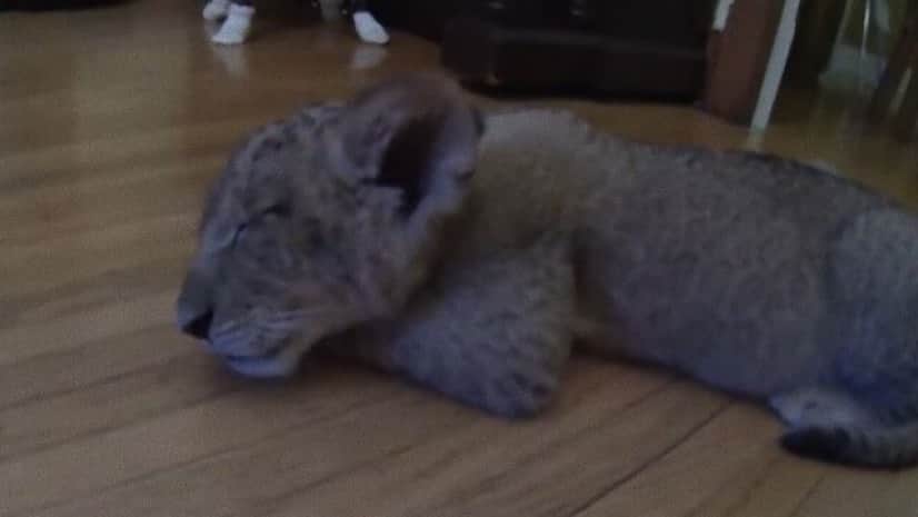 小さく生まれたライオン 里親さん宅でモフられてごろにゃんとリラックス カラパイア 小さく生まれたライオン 里親さん宅でモフられてごろにゃんとリラックス カラパイア