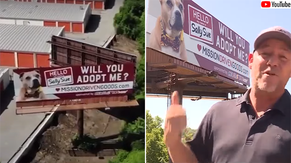 約2年半も飼い主が見つからない保護施設の老犬の為、巨大看板広告を出した男性