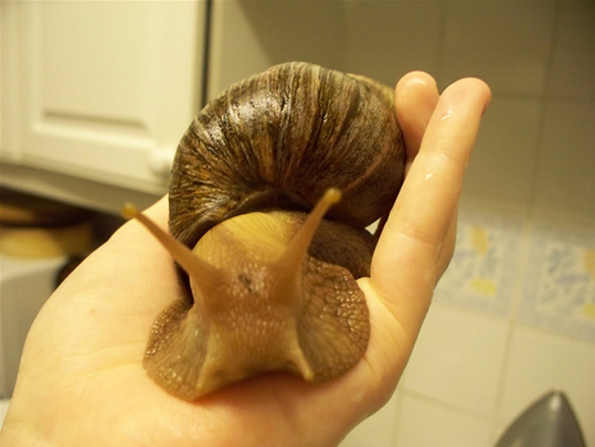 giant-African-snail4