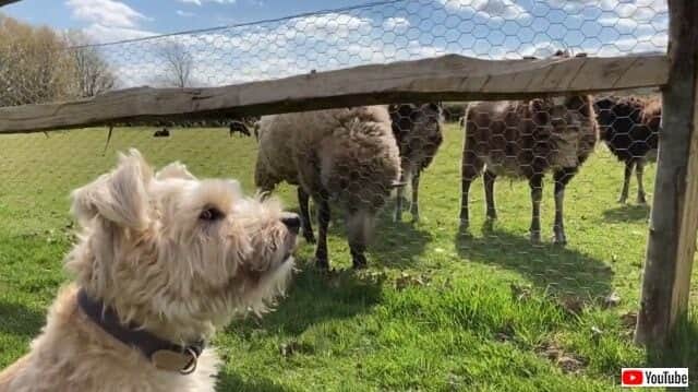 もう一歩も引かないよ 世界で一番ダメな牧羊犬 と言われたネルソンくん たくましく成長する カラパイア