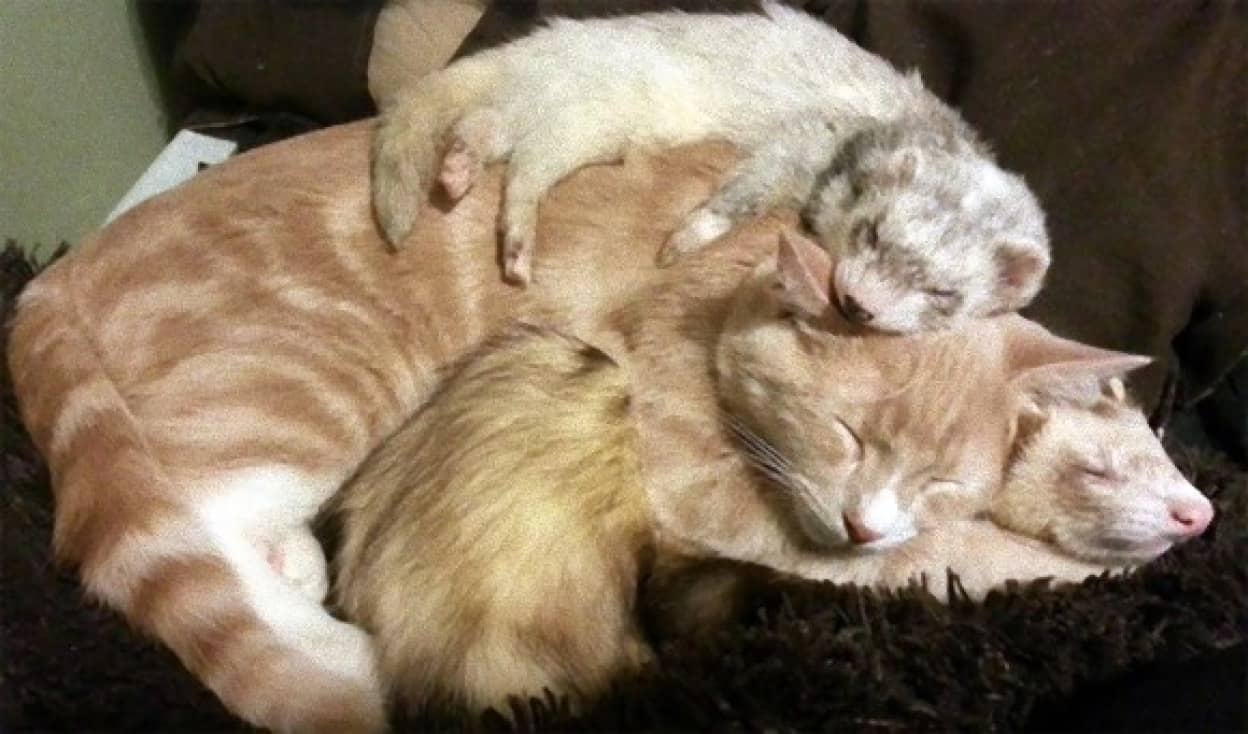 フェレットを多頭飼いしている飼い主が路上でさまよっている子猫を招き入れた フェレットと猫のミルフィーユが出来上がった カラパイア フェレットを多頭飼いしている飼い主が路上でさまよっている子猫を招き入れた フェレットと猫のミルフィーユが出来上がった カラパイア