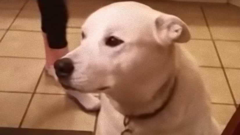 一家の団らん時 突然のわんわんお ご主人に言いたいことがある犬 カラパイア