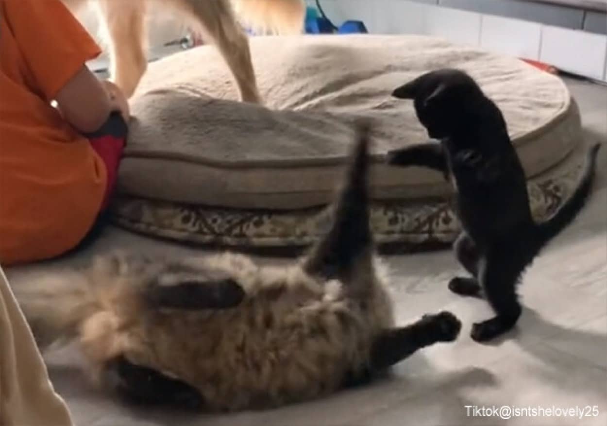 犬と猫に奇襲攻撃を仕掛ける子猫