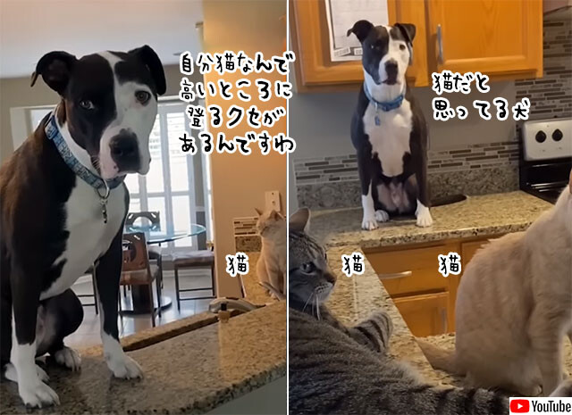 自分を完全に猫だと思っている犬。高いところにのぼりがち