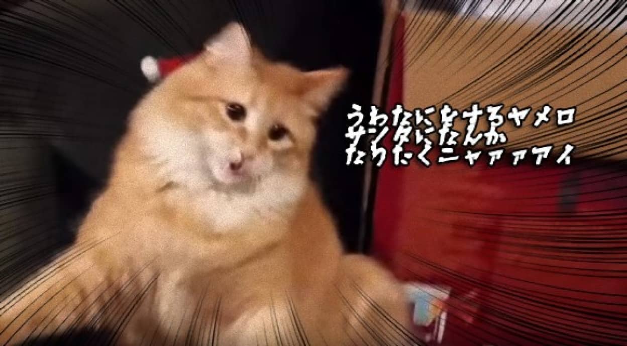 クリスマスなんて嫌いだぁあ サンタの帽子をかぶせられ錯乱する猫 カラパイア クリスマスなんて嫌いだぁあ サンタの帽子をかぶせられ錯乱する猫 カラパイア